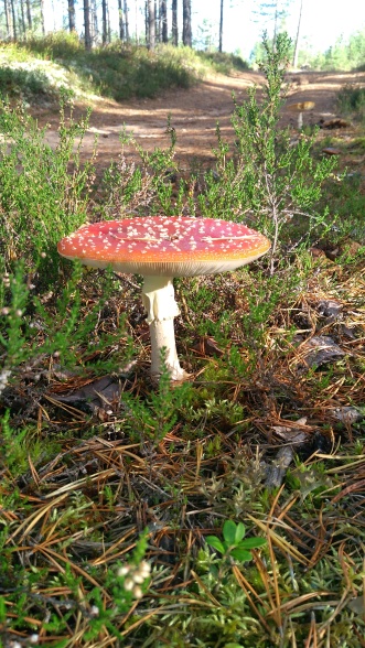 paddenstoel 2